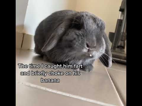 The time I caught my bunny fart and briefly choke on his banana #shorts