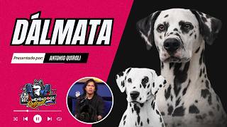 Dálmata ¡Todo lo que Disney no te dijo! El perro con reputación de rebelde y agresivo