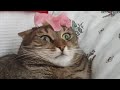 Cat Can&#39;t Handle Flower