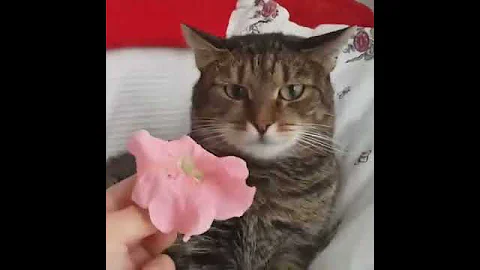 Cat Can't Handle Flower - DayDayNews