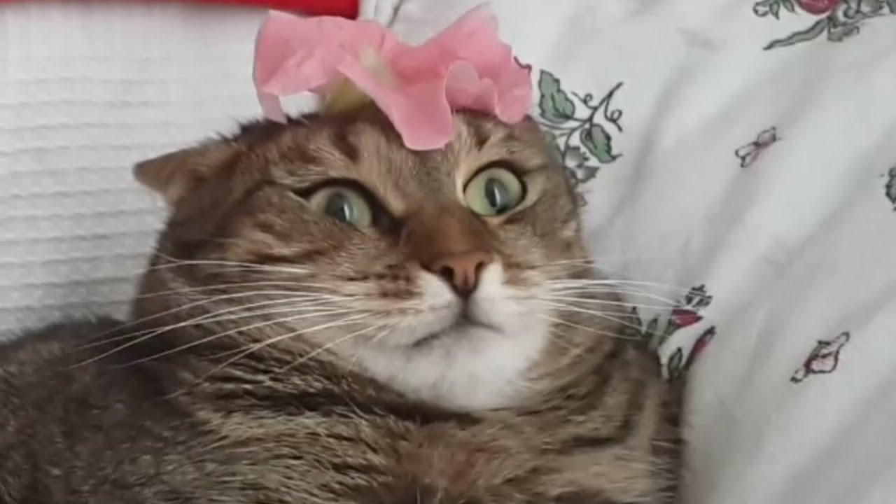 ⁣Cat Can't Handle Flower