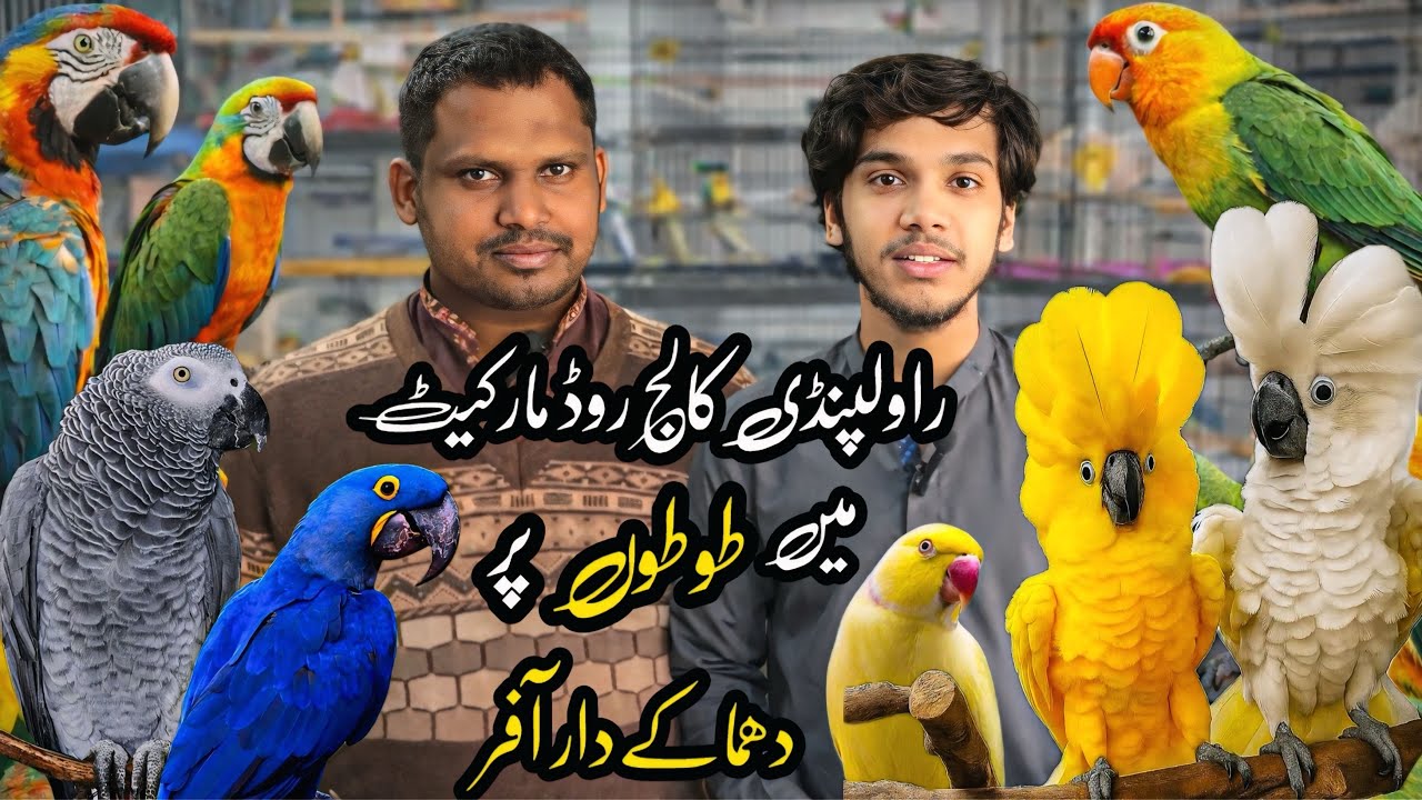 Birds Market Rawalpindi | Red Macaow , African Gray ,Yellow Ringneck , Kaka2 | Shahzain Animals Vlog