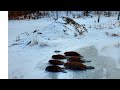 Deep Winter Beaver Trapping (Conibears and Baited Sets)