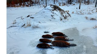 Deep Winter Beaver Trapping (Conibears and Baited Sets)