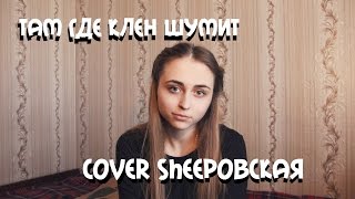 Синяя птица- там где клён шумит. cover Sheepовская