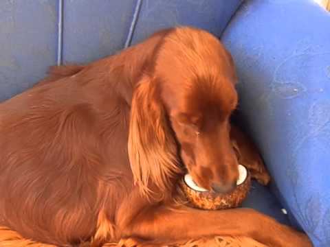 Video: Requirements For The Diet And Diet Of The Irish Setter