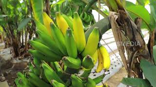 Mengapa Atlet Suka Pisang | RAGAM INDONESIA (20/06/23)