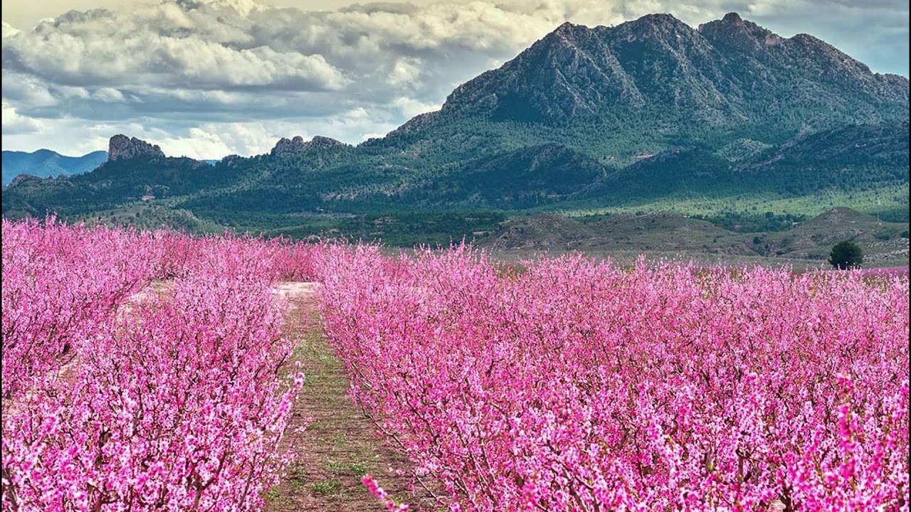 IECE CANTOS DE SANIDAD DIVINA 2