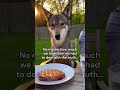 I love this song⬇️! #wholesome #animals