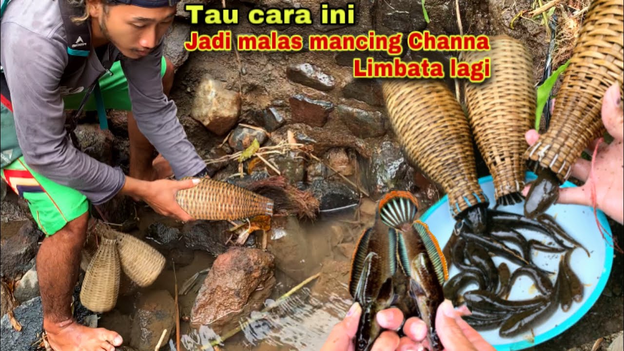 Mudah sekali menjebak channa limbata pakai perangkap bambu dengan umpan jangkrik !!! Dapat banyak!!!