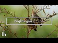 Nightingale Sound - 1 hour