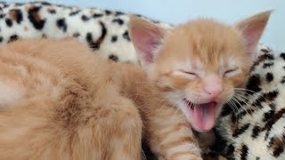 Sleepy Kittens, Hyper Kittens 2021-04-12