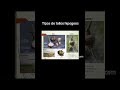 Descubre los tipos de tallos hipogeos 🌱