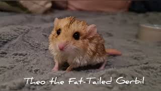 Theo The Fat-Tailed Gerbil Will Show You Around His House.