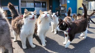 The cat gathering place in front of the fishing port restaurant