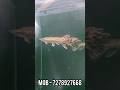 aligator gar fish price update #fish #aquarium #viralvideo #fishaquarium # aligatorgar #shorts