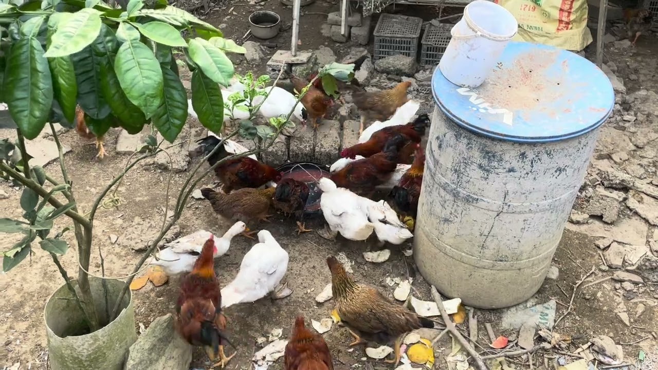 Series Raising Chickens Naturally for Eggs & Meat #6