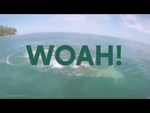 Fisherman has prized catch ripped away by a hammer shark