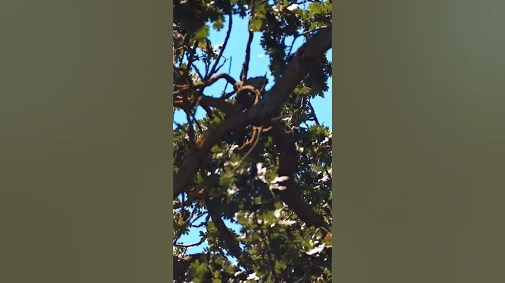 Seestar S50 Scenery Test – Is It Just for the Stars? 👀🌲