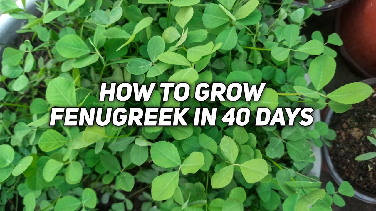 Harvesting Methi Fenugreek in 40 days !! YouTube