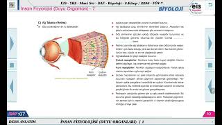 Mavi Set Biyoloji 2 - İnsan Fizyolojisi (Duyu Organları) - 7 🔬