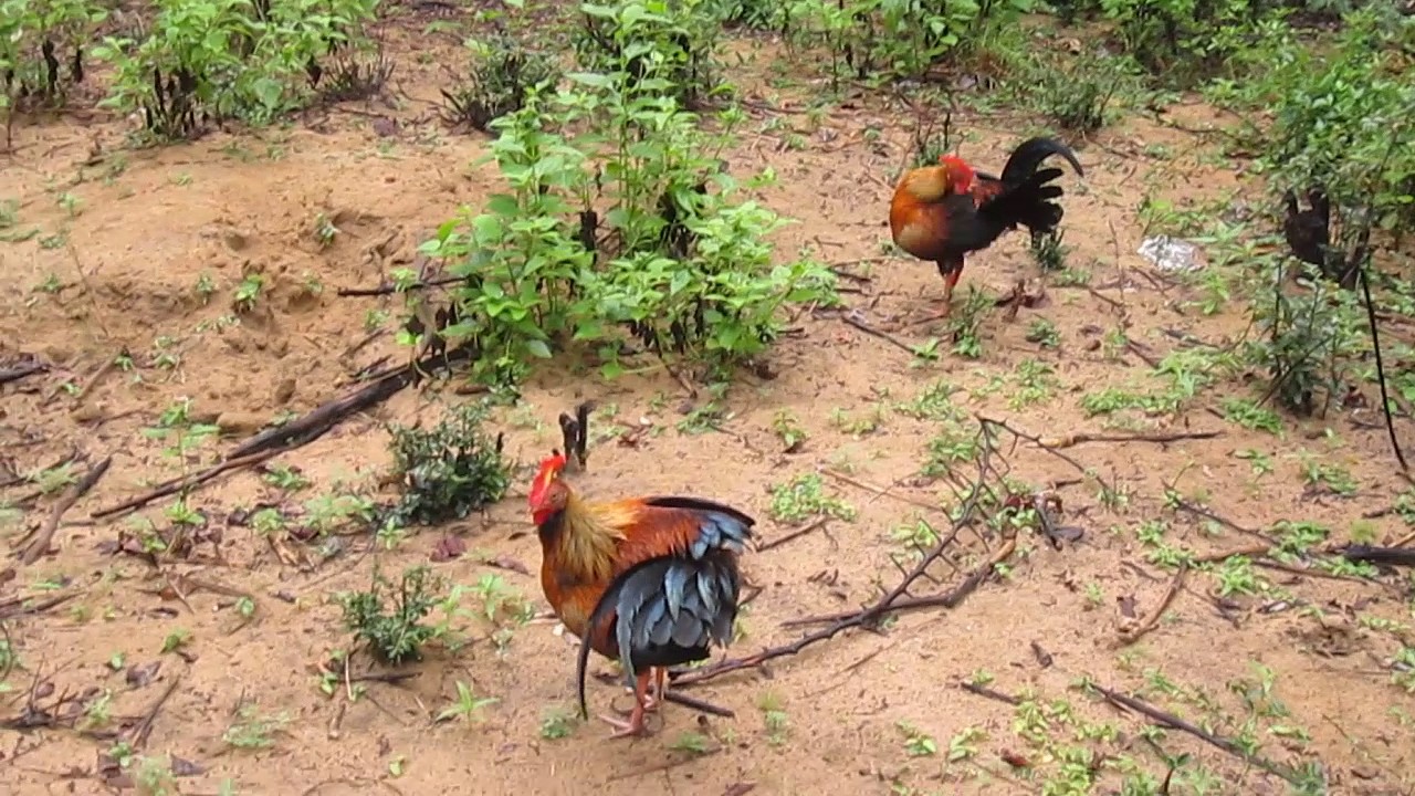 Sri Lankan Jungle fowl Huge Group In Wilpaththu National Park Sri Lanka