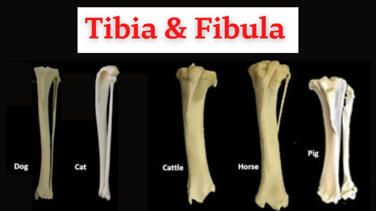 cat tibia and fibula