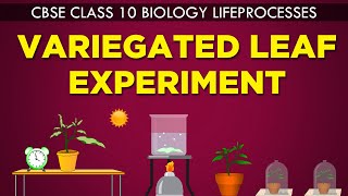 VARIEGATED LEAF EXPERIMENT | LIFE PROCESSES | cbse 10th biology |Ncert Class 10 | CBSE syllabus