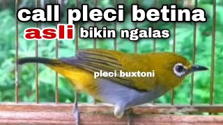Call Pleci Betina Bikin Jantan Ngalas