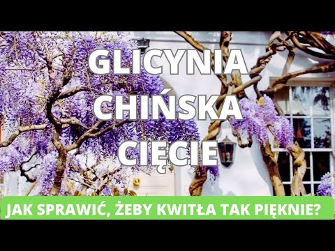 Wideo: Wisteria nie zakwitnie: jak sprawić, by glicynia zakwitła