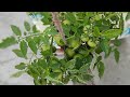 Terrace garden Tour with Janhavi 🌿