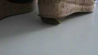 Janie Heel Crushing 27