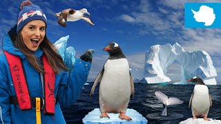Am ajuns în Antarctica! Lacrimi de fericire printre pinguini, balene și ghețari (Expediție ep. 1)