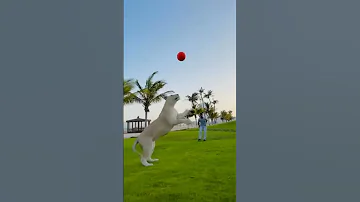 اللبؤة البيضاء الكبيرة 