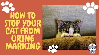 How to Train Your Cat to Stop Urine Marking