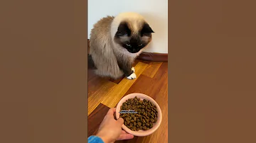 Это может убить вашу кошку 🙀🙀🙀
