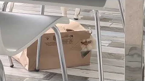 Watch the video about Himalayan Persian brothers play peek a boo!