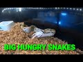 Feeding BIG Boa Constrictors Plus GREEN ANACONDA !!!