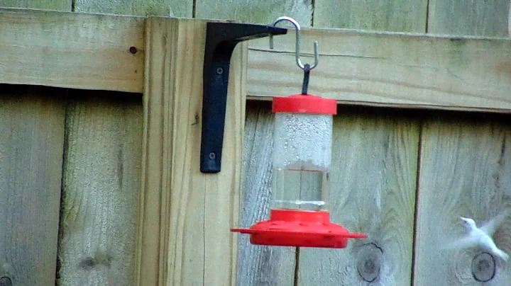 Albino Hummingbird