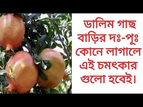 ভিডিও: বাড়িতে কীভাবে ডালিম বাড়বেন