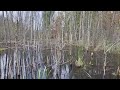 Beverly Swamp