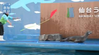 かき初め：三陸産カキ殻に今年の抱負　仙台うみの杜水族館