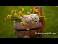 Hindi Love Song || Is Dil Main Nahin || Udit Narayan & Vijeta Pandit Whatsapp Status Video Download Free
