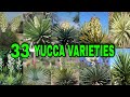 33 yucca varieties