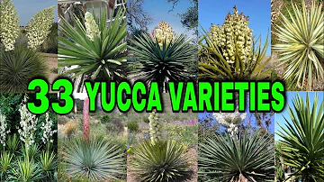 Can yucca be poisonous?
