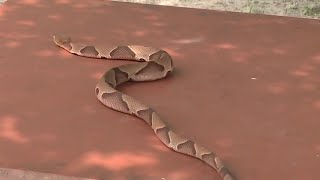 Copperhead sightings reported in Sugar Land as venomous snakes start to come out more