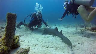 Female Scuba Diver Pets Nurse Shark