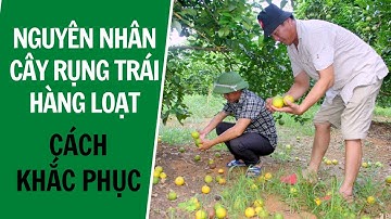 Nguyên nhân rụng quả non trên cây ăn quả, biện pháp khắc phục | Hạn chế rụng quả non trên cây ăn quả