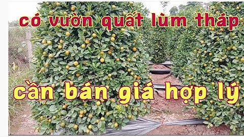 có vườn quất lùm tháp cần bán giá hợp lý xin liên hệ với chủ vườn- quất tết- quất cảnh 2022