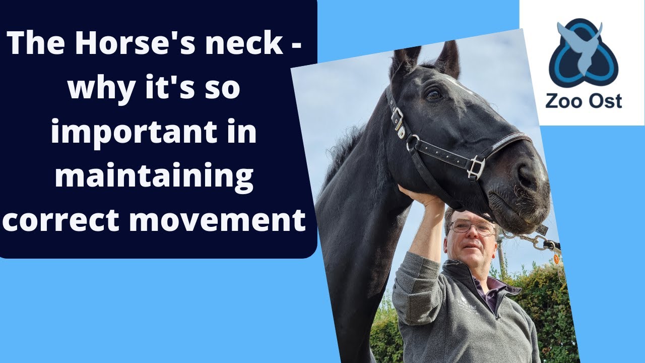 Neck pain in horses affects movement YouTube